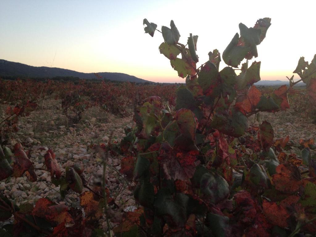 מלון Mogente La Bodega Casa Rural מראה חיצוני תמונה
